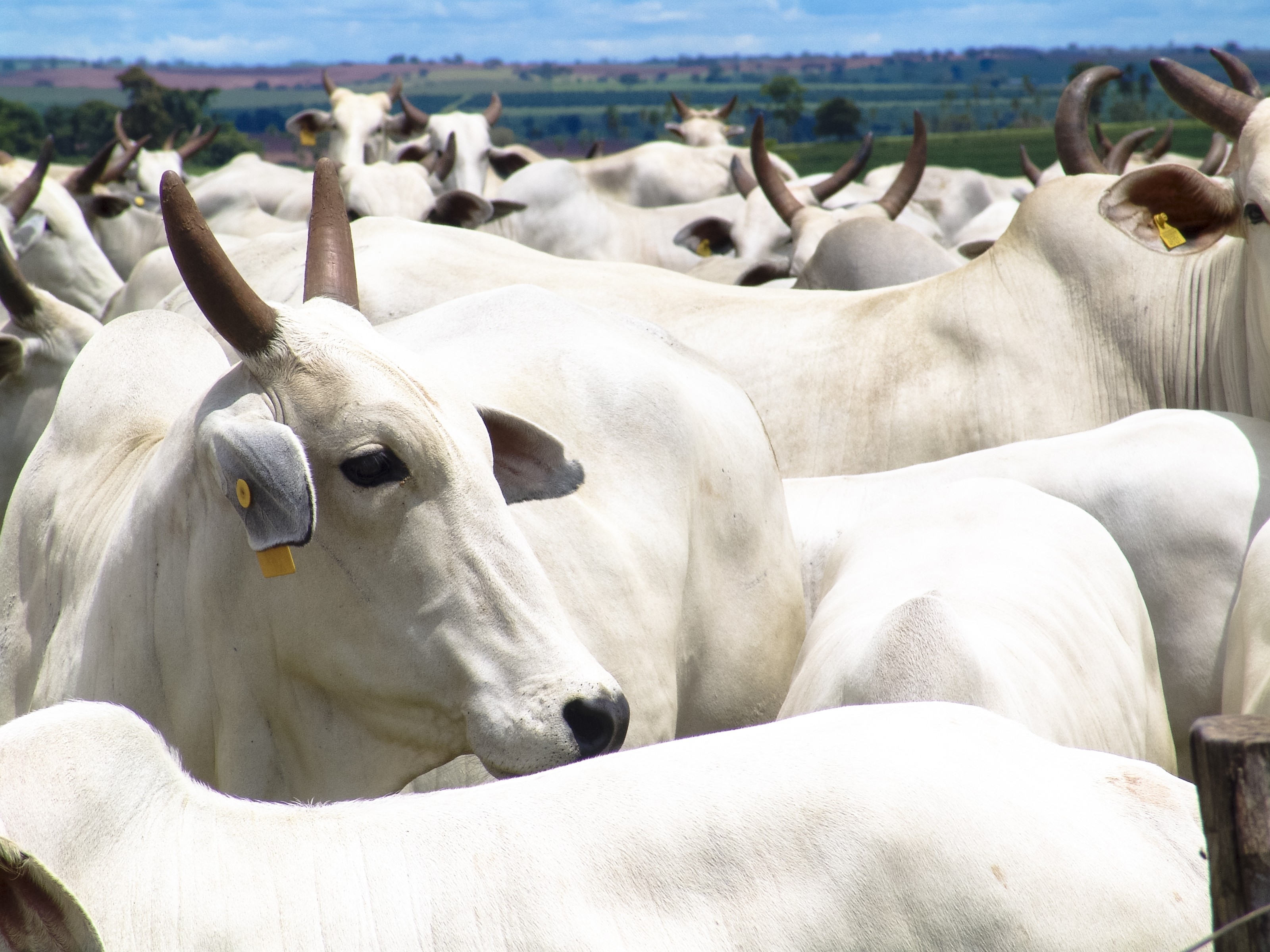 rally-da-pecuaria-visita-rondonia-apos-estado-registrar-aumento-na-exportacao-de-carne-bovina